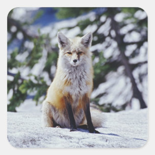 Rotfuchs sitzt auf Schneebank, Vulpes, Mt. Quadratischer Aufkleber