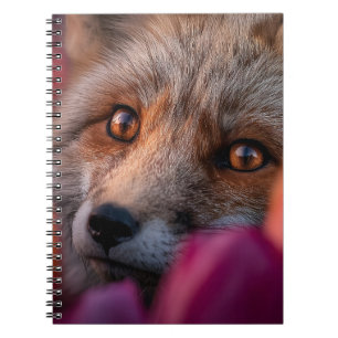 Rotfuchs späht durch rosa und orange Tulpen Notizblock