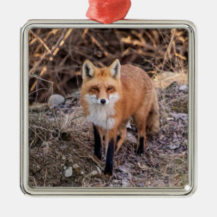 Rotfuchs von Nahem und Persönlich Silbernes Ornament