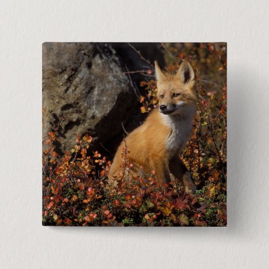 Rotfuchs, Vulpes vulpes Button (Vorderseite)