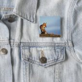 Rotfuchs, Vulpes vulpes Button (Beispiel)