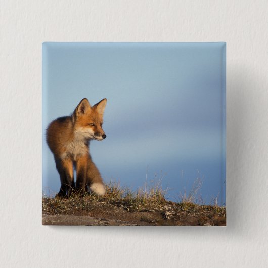 Rotfuchs, Vulpes vulpes Button (Vorderseite)
