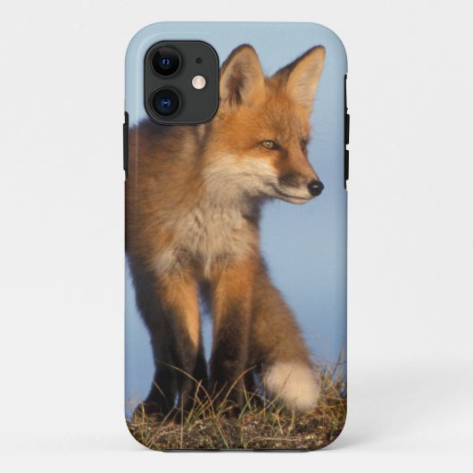 Rotfuchs, Vulpes vulpes Case-Mate iPhone Hülle (Rückseite)