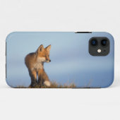 Rotfuchs, Vulpes vulpes Case-Mate iPhone Hülle (Rückseite (Horizontal))