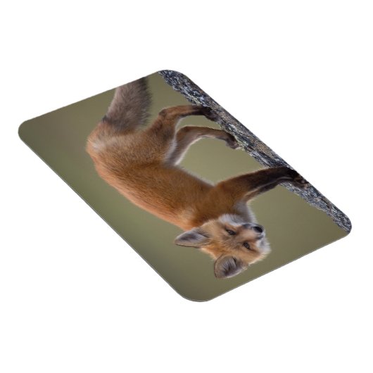 Rotfuchs, Vulpes vulpes, entlang des mittleren Nor Magnet (Rechte Seite)