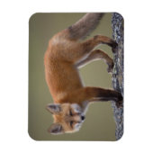 Rotfuchs, Vulpes vulpes, entlang des mittleren Nor Magnet (Vertikal)