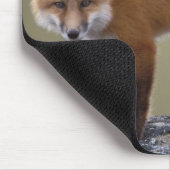 Rotfuchs, Vulpes vulpes, entlang des mittleren Nor Mousepad (Ecke)