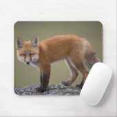 Rotfuchs, Vulpes vulpes, entlang des mittleren Nor Mousepad (Mit Mouse)