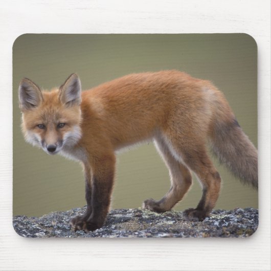 Rotfuchs, Vulpes vulpes, entlang des mittleren Nor Mousepad (Vorne)
