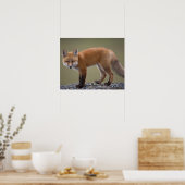 Rotfuchs, Vulpes vulpes, entlang des mittleren Nor Poster (Küche)