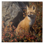 Rotfuchs, Vulpes vulpes Fliese (Vorderseite)