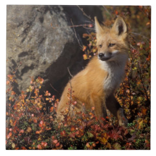 Rotfuchs, Vulpes vulpes Fliese