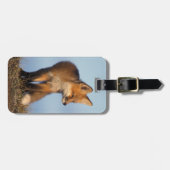 Rotfuchs, Vulpes vulpes Gepäckanhänger (Vorderseite horizontal)