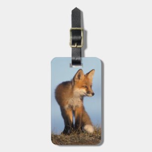 Rotfuchs, Vulpes vulpes Gepäckanhänger