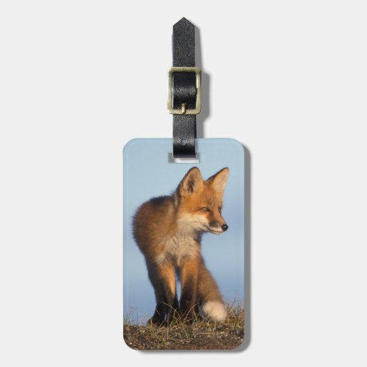 Rotfuchs, Vulpes vulpes Gepäckanhänger (Vorderseite vertikal)