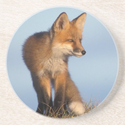 Rotfuchs, Vulpes vulpes Getränkeuntersetzer (Vorne)