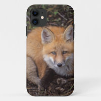 Rotfuchs, Vulpes vulpes, in Herbstfarben