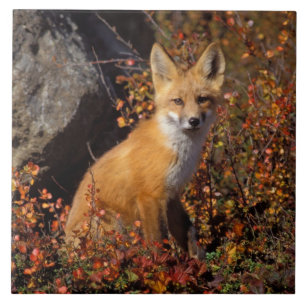 Rotfuchs, Vulpes vulpes, in Herbstfarben entlang d Fliese