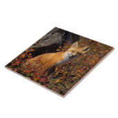 Rotfuchs, Vulpes vulpes, in Herbstfarben entlang d Fliese (Seite)