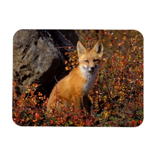 Rotfuchs, Vulpes vulpes, in Herbstfarben entlang d Magnet (Horizontal)
