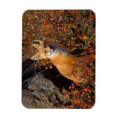 Rotfuchs, Vulpes vulpes, in Herbstfarben entlang d Magnet (Vertikal)