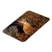 Rotfuchs, Vulpes vulpes, in Herbstfarben entlang d Magnet (Linke Seite)