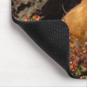 Rotfuchs, Vulpes vulpes, in Herbstfarben entlang d Mousepad (Ecke)