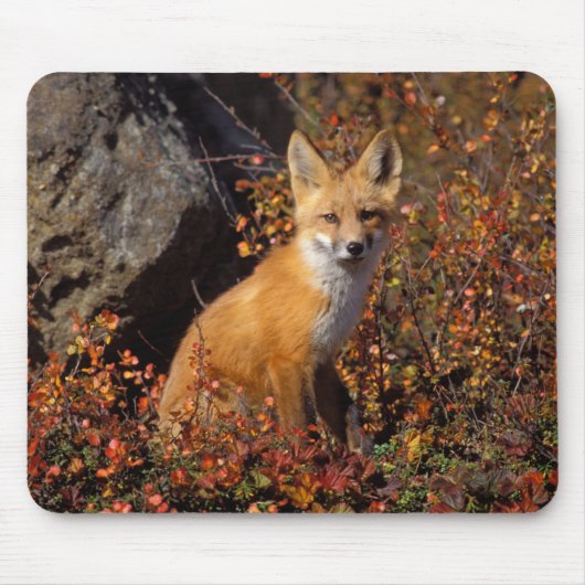 Rotfuchs, Vulpes vulpes, in Herbstfarben entlang d Mousepad (Vorne)