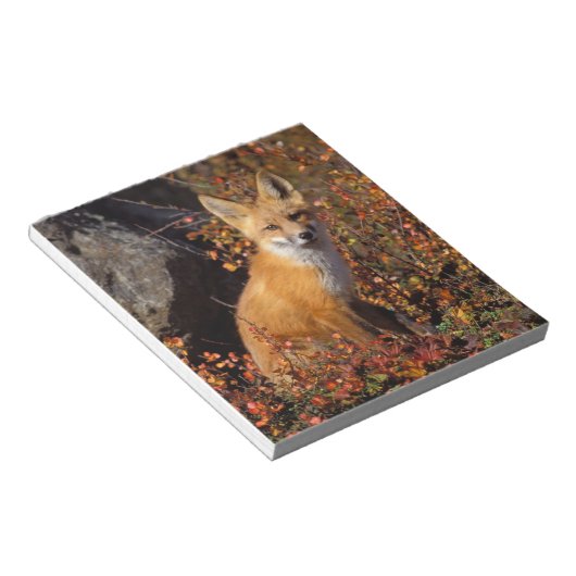 Rotfuchs, Vulpes vulpes, in Herbstfarben entlang d Notizblock (angewinkelt)