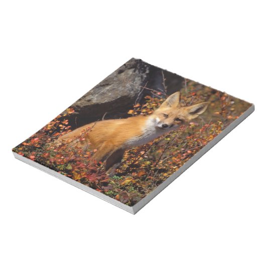 Rotfuchs, Vulpes vulpes, in Herbstfarben entlang d Notizblock (Rotiert)