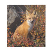 Rotfuchs, Vulpes vulpes, in Herbstfarben entlang d Notizblock (Vorderseite)