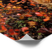 Rotfuchs, Vulpes vulpes, in Herbstfarben entlang d Poster (Ecke)