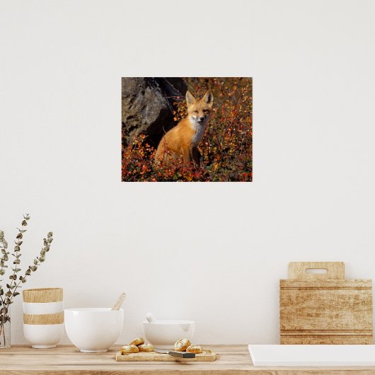 Rotfuchs, Vulpes vulpes, in Herbstfarben entlang d Poster (Küche)