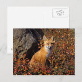 Rotfuchs, Vulpes vulpes, in Herbstfarben entlang d Postkarte (Vorne/Hinten)