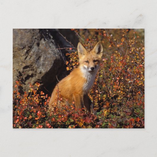 Rotfuchs, Vulpes vulpes, in Herbstfarben entlang d Postkarte (Vorderseite)