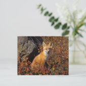 Rotfuchs, Vulpes vulpes, in Herbstfarben entlang d Postkarte (Stehend Vorderseite)