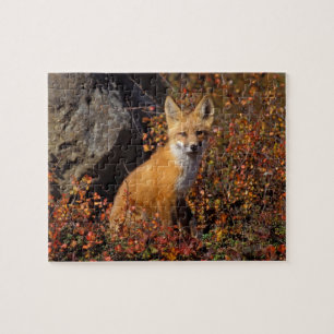 Rotfuchs, Vulpes vulpes, in Herbstfarben entlang d Puzzle