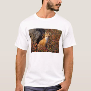 Rotfuchs, Vulpes vulpes, in Herbstfarben entlang d T-Shirt