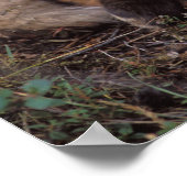 Rotfuchs, Vulpes vulpes, in Herbstfarben entlang Poster (Ecke)