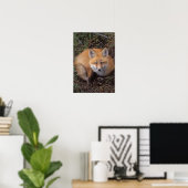 Rotfuchs, Vulpes vulpes, in Herbstfarben entlang Poster (Heimbüro)