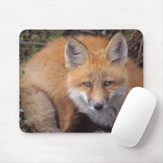 Rotfuchs, Vulpes vulpes, in Herbstfarben Mousepad (Mit Mouse)
