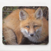 Rotfuchs, Vulpes vulpes, in Herbstfarben Mousepad (Vorne)