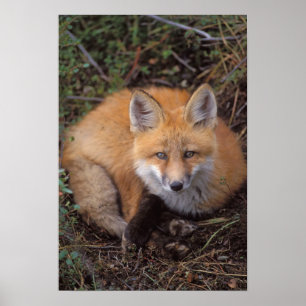 Rotfuchs, Vulpes vulpes, in Herbstfarben Poster