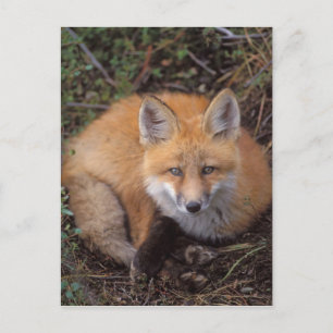 Rotfuchs, Vulpes vulpes, in Herbstfarben Postkarte