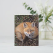 Rotfuchs, Vulpes vulpes, in Herbstfarben Postkarte (Stehend Vorderseite)