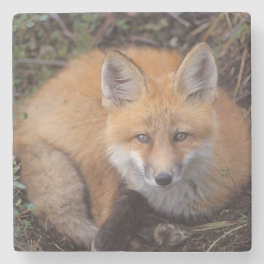 Rotfuchs, Vulpes vulpes, in Herbstfarben Steinuntersetzer (Vorderseite)