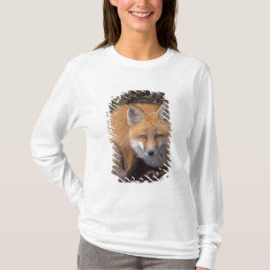 Rotfuchs, Vulpes vulpes, in Herbstfarben T-Shirt