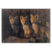 Rotfuchs, Vulpes vulpes, Junge Schneidebrett (Vorderseite)