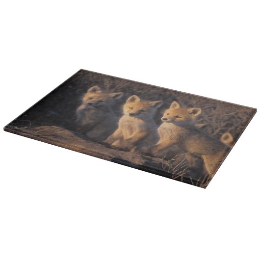 Rotfuchs, Vulpes vulpes, Junge Schneidebrett (Ecke)