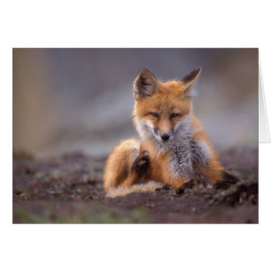 Rotfuchs, Vulpes vulpes, Jungtier kratzt sich,